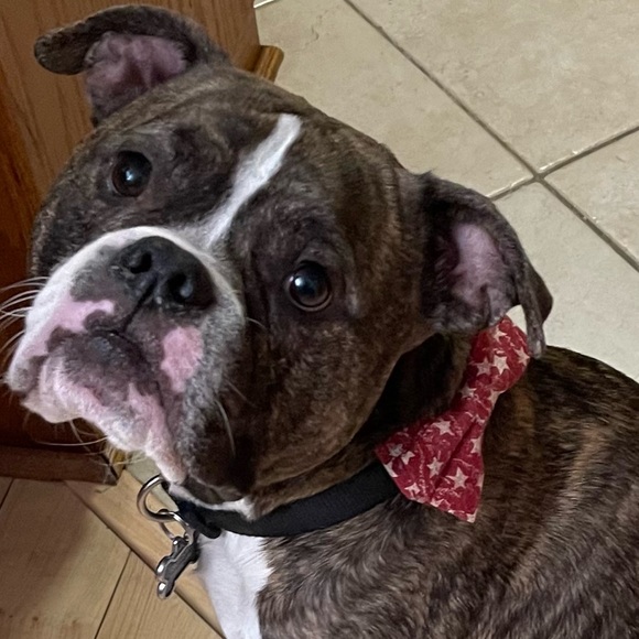 Custom Pet Bowtie Orders by Reggie in Bowties - Picture 7 of 17